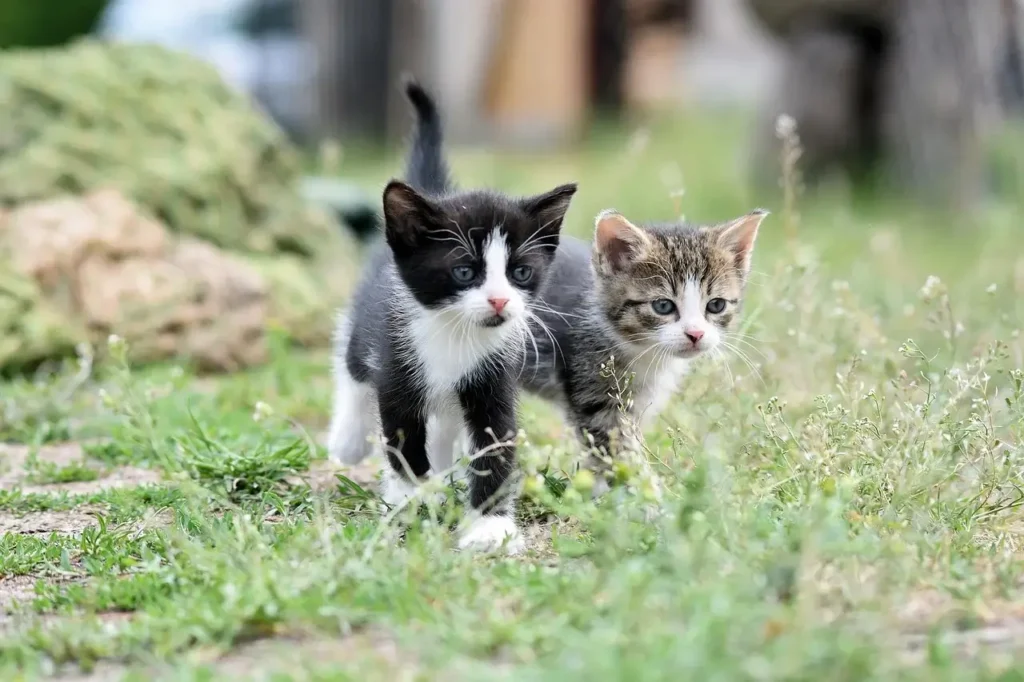 고양이 파스튜렐라증