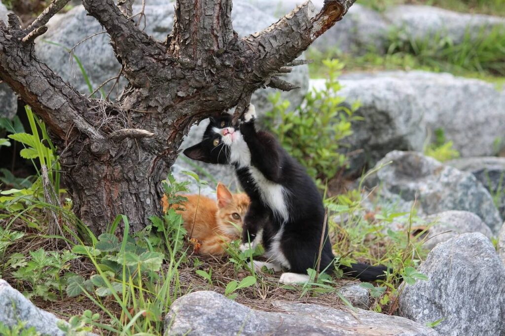 고양이 호산구성 육아종